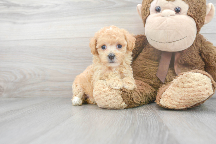 Funny Maltipoo Poodle Mix Pup