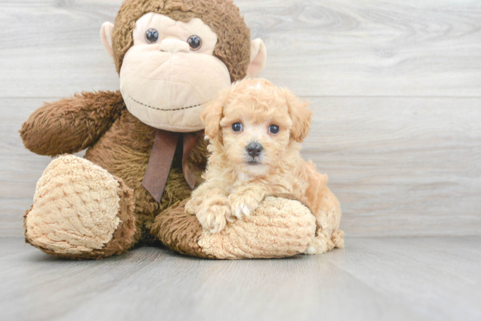 Hypoallergenic Maltepoo Poodle Mix Puppy