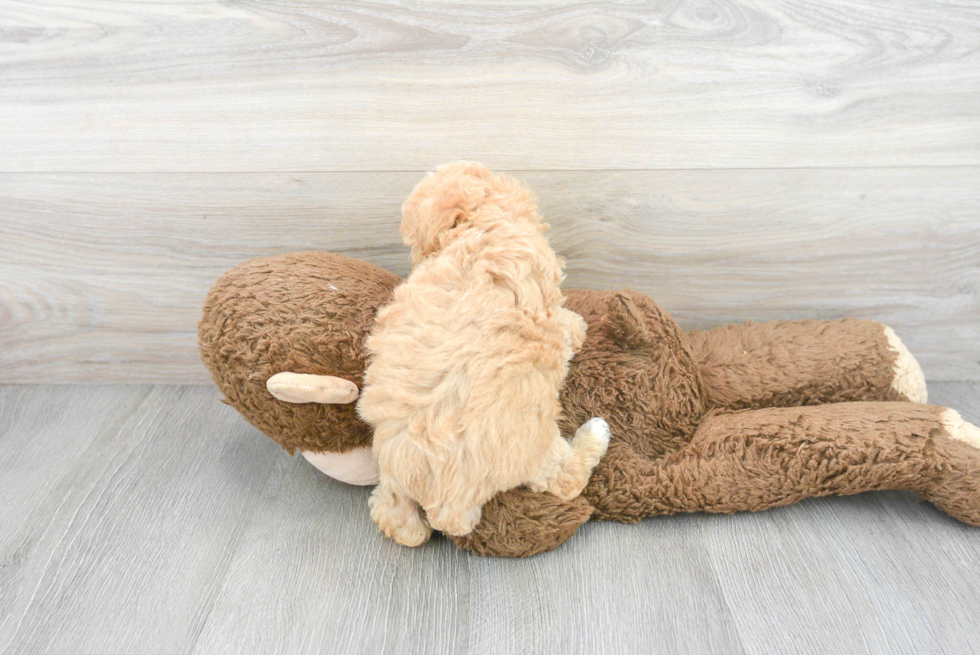 Adorable Maltese Poodle Poodle Mix Puppy