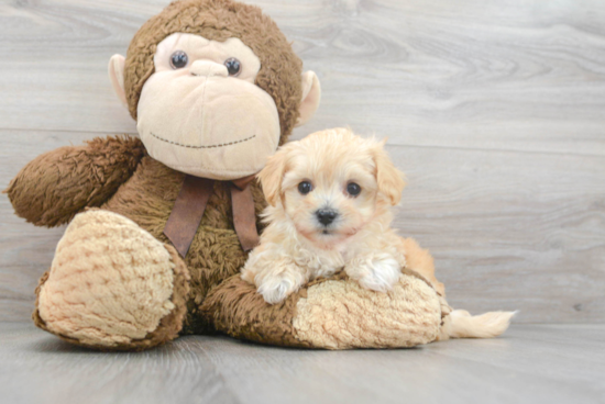 Maltipoo Pup Being Cute