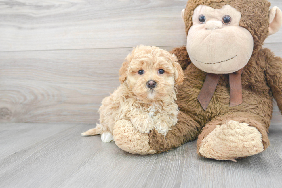 Maltipoo Puppy for Adoption