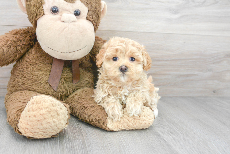 Best Maltipoo Baby