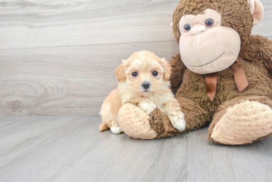 Adorable Maltese Poodle Poodle Mix Puppy