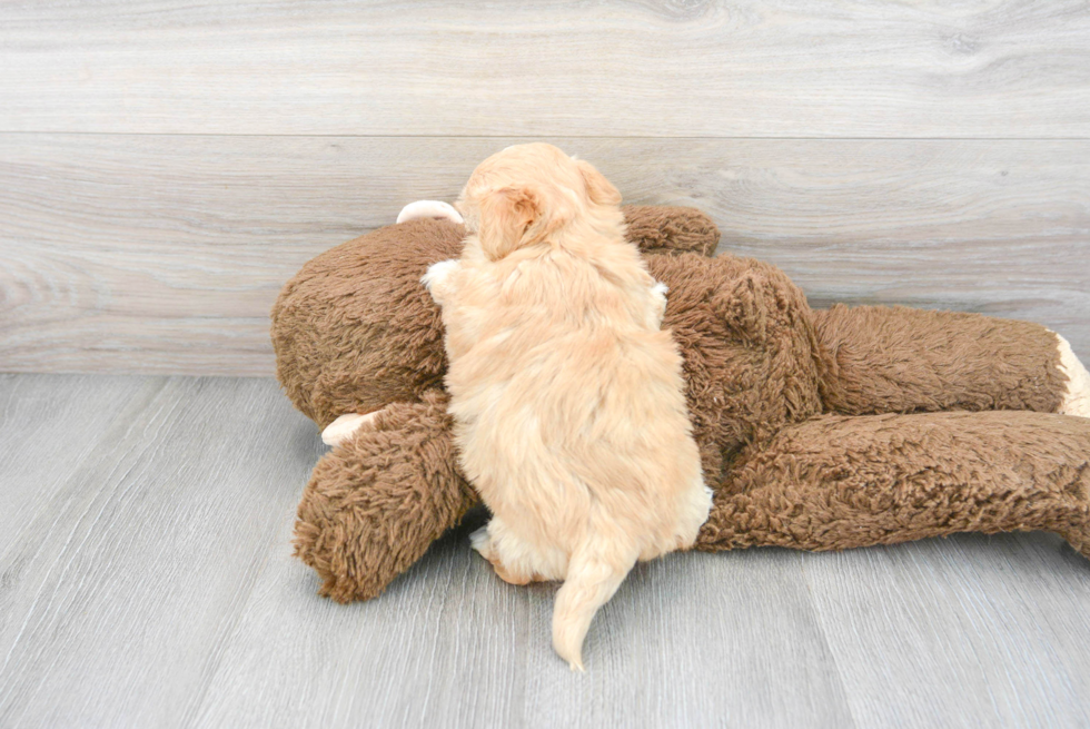 Maltipoo Pup Being Cute