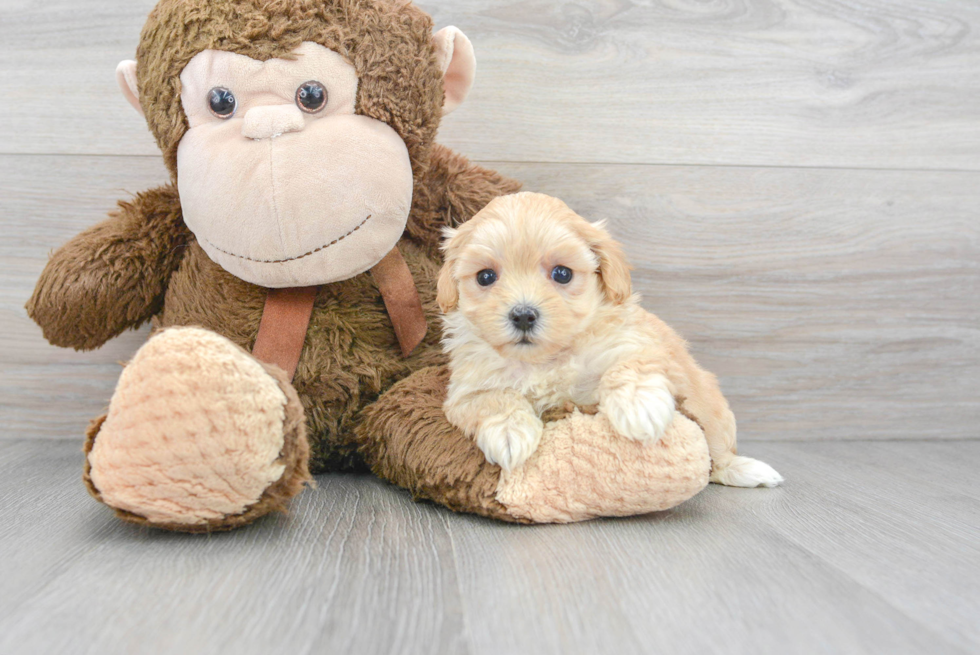 Small Maltipoo Baby