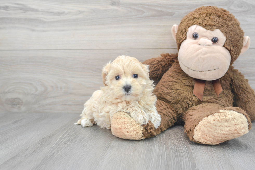 Sweet Maltipoo Baby