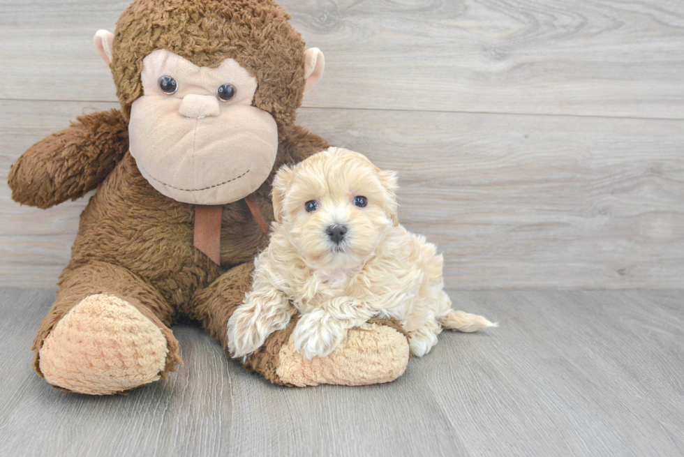 Fluffy Maltipoo Poodle Mix Pup