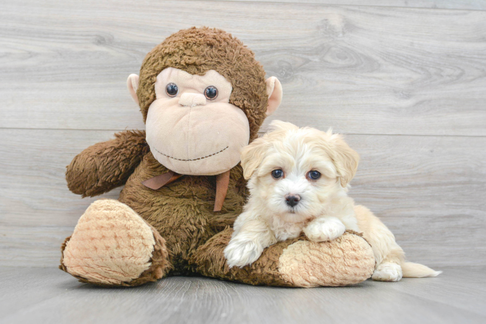 Maltipoo Pup Being Cute