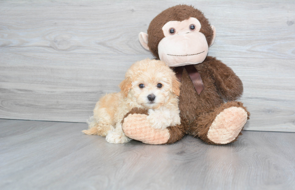 Friendly Maltipoo Baby