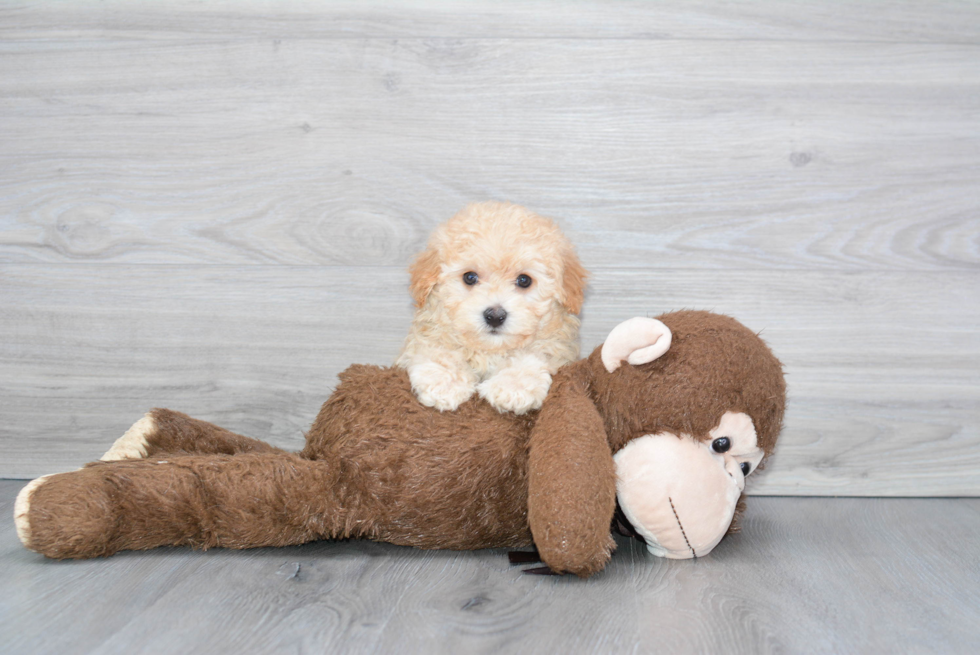 Little Maltepoo Poodle Mix Puppy