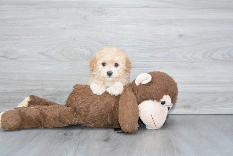 Best Maltipoo Baby