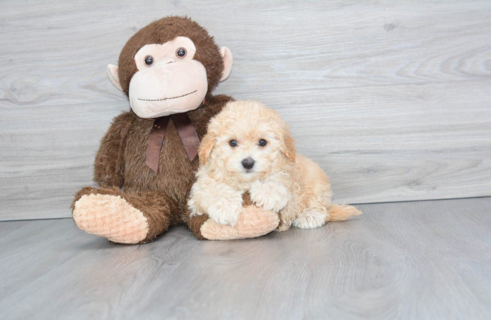 Adorable Maltese Poodle Poodle Mix Puppy