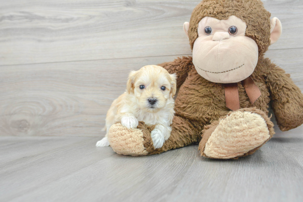 Maltipoo Pup Being Cute