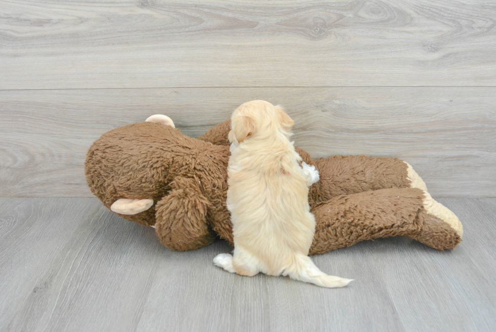 Energetic Maltese Poodle Poodle Mix Puppy