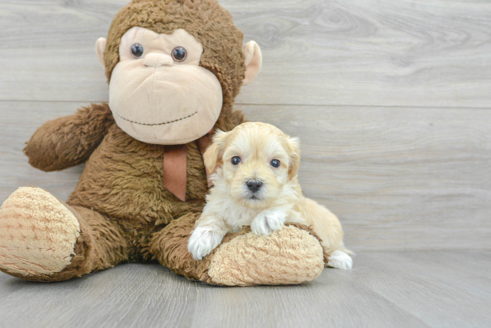 Small Maltipoo Baby