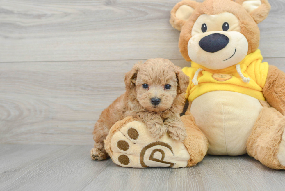 Little Maltese Poodle Poodle Mix Puppy