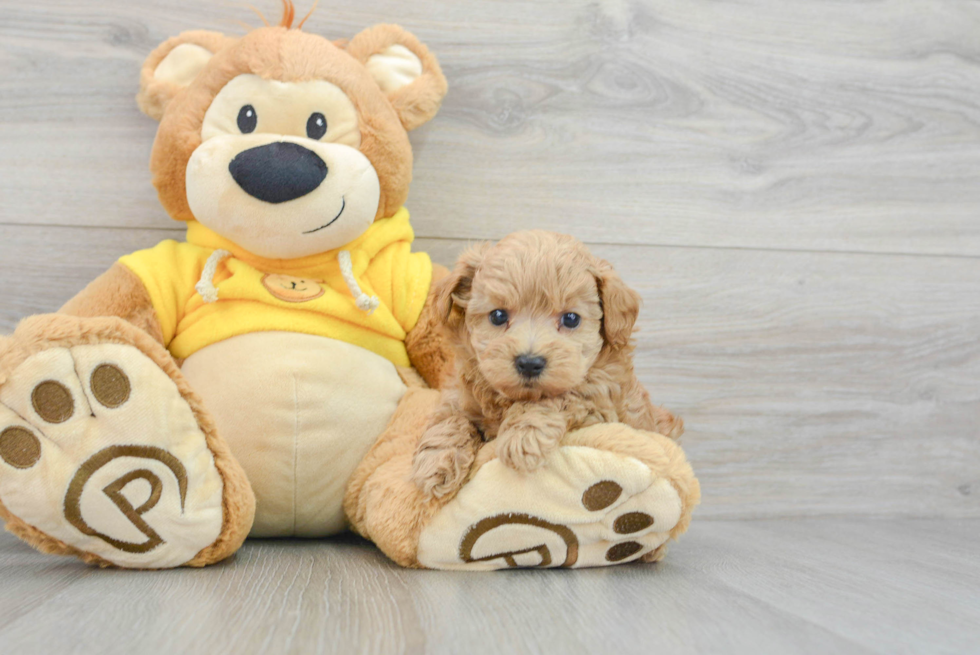 Petite Maltipoo Poodle Mix Pup