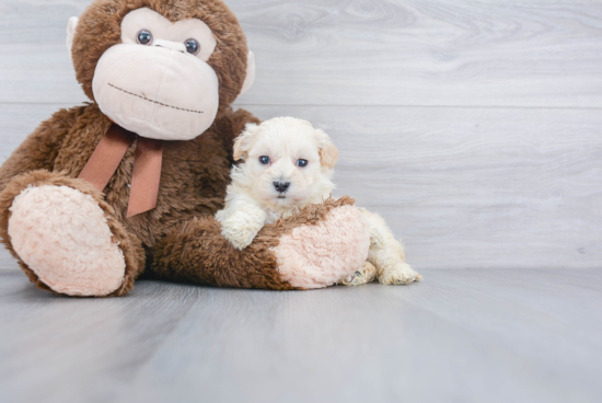 Maltipoo Puppy for Adoption