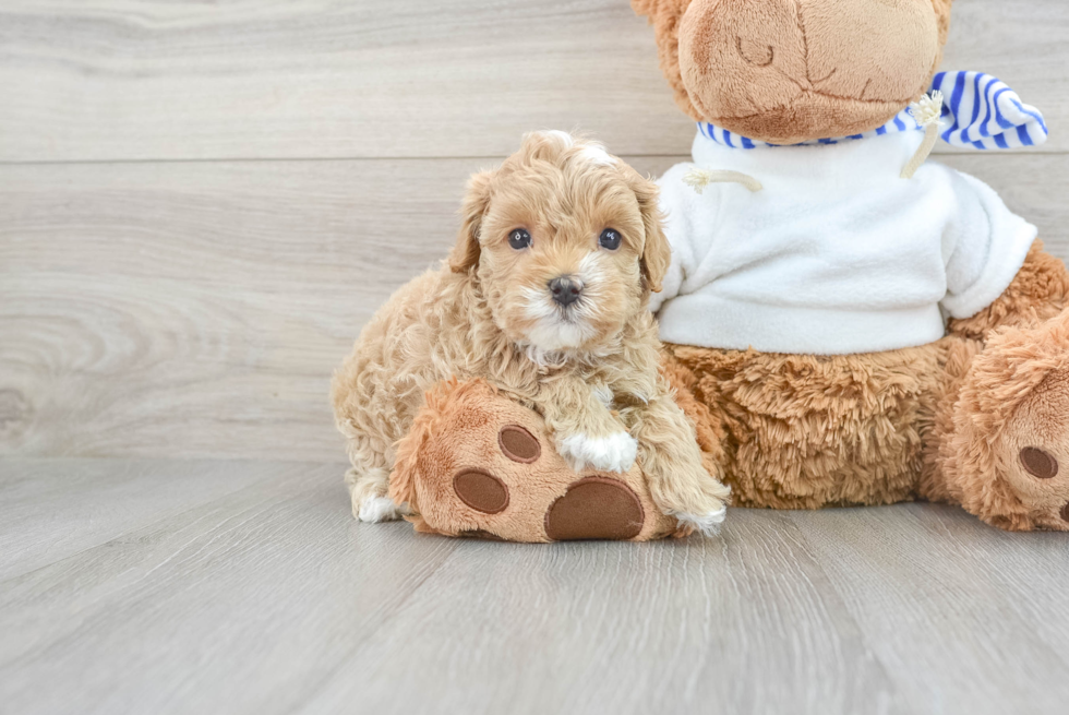 Best Maltipoo Baby