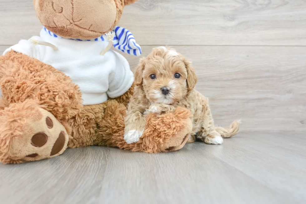 Maltipoo Pup Being Cute