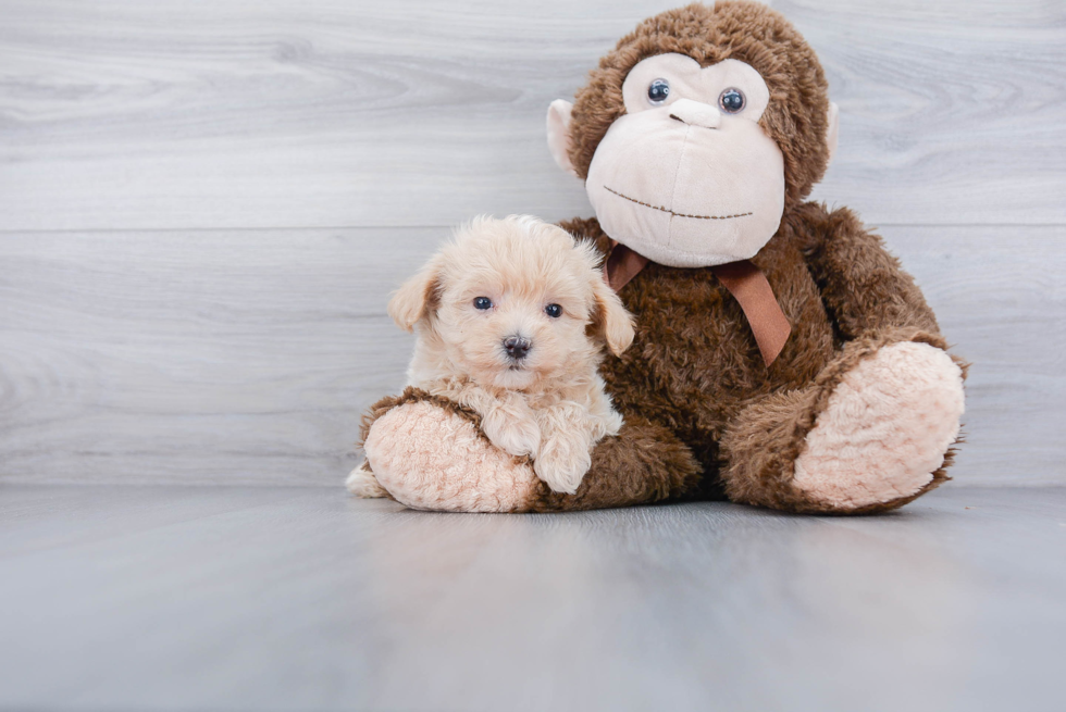 Little Maltepoo Poodle Mix Puppy