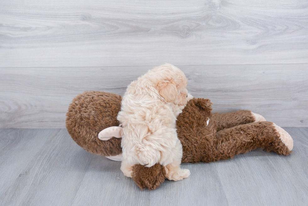 Popular Maltipoo Poodle Mix Pup