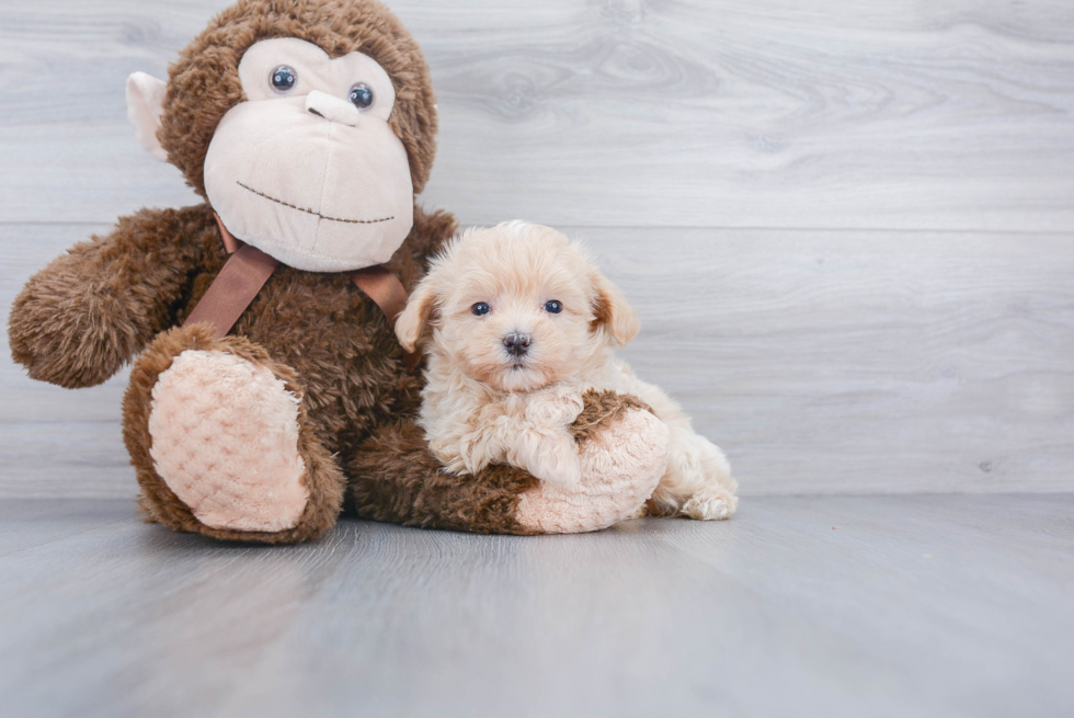 Smart Maltipoo Poodle Mix Pup