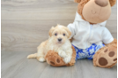 Popular Maltipoo Poodle Mix Pup