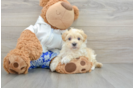 Maltipoo Pup Being Cute