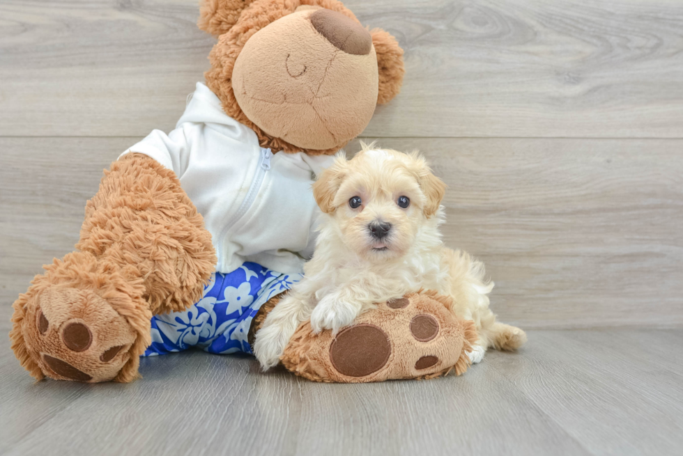 Maltipoo Pup Being Cute