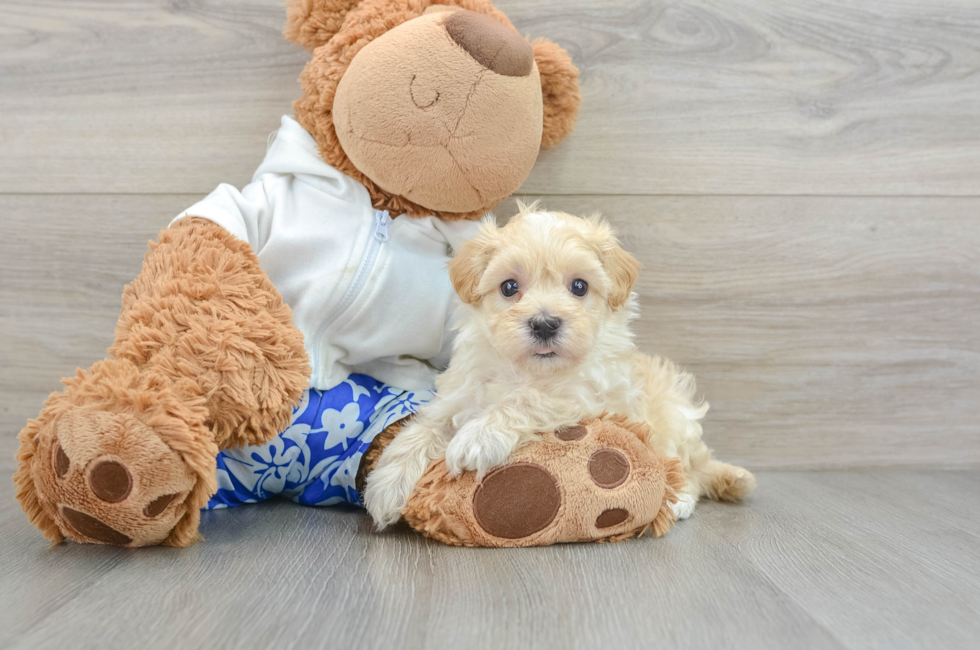 5 week old Maltipoo Puppy For Sale - Premier Pups