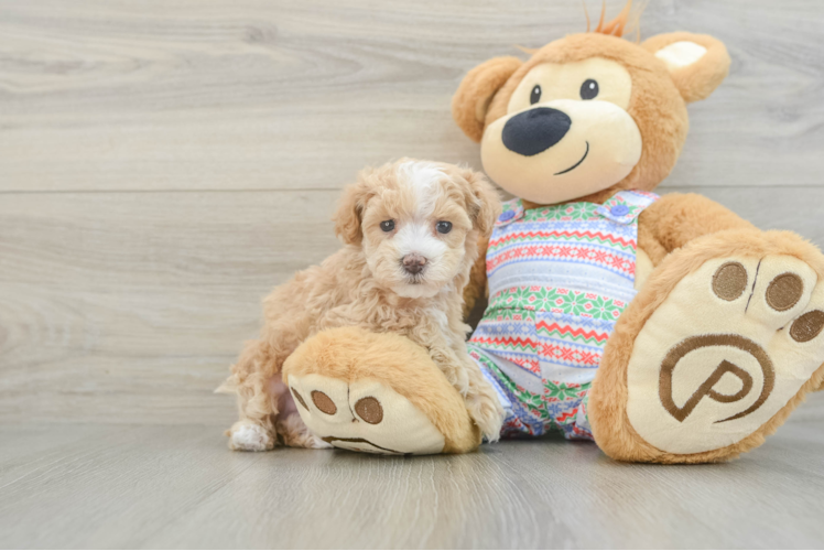 Little Moodle Poodle Mix Puppy