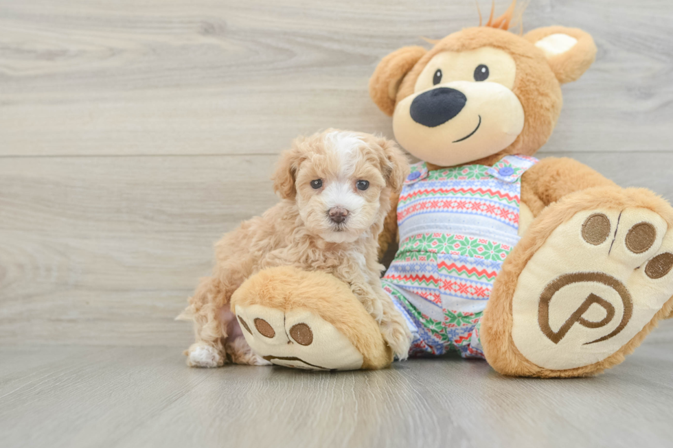 Little Moodle Poodle Mix Puppy