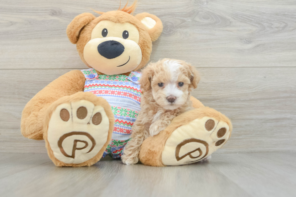 Playful Malt Oodle Poodle Mix Puppy