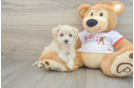 Maltipoo Puppy for Adoption