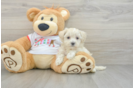 Best Maltipoo Baby