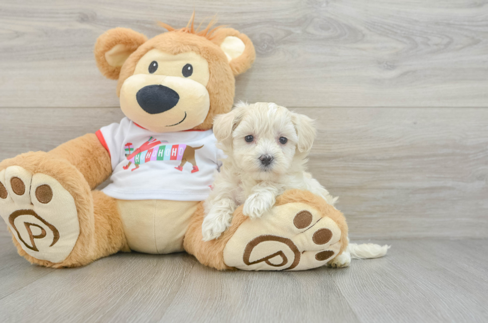 6 week old Maltipoo Puppy For Sale - Premier Pups