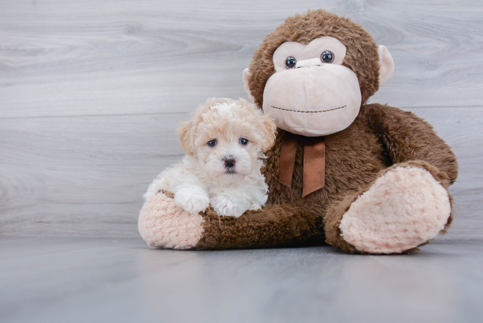 Best Maltipoo Baby