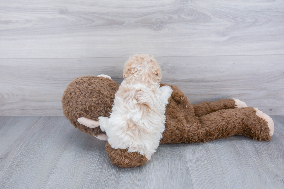 Maltipoo Pup Being Cute