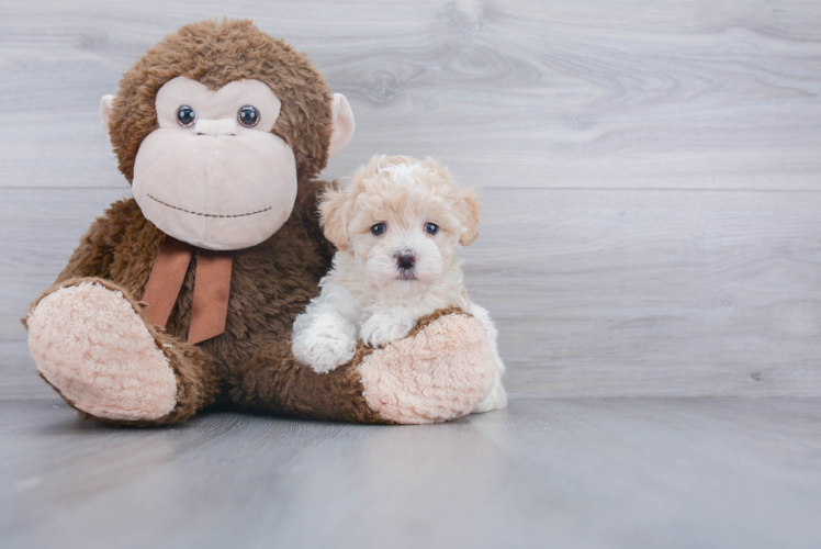 Maltipoo Puppy for Adoption