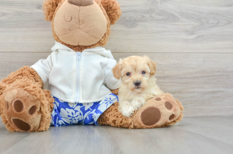 5 week old Maltipoo Puppy For Sale - Premier Pups