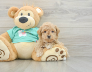 8 week old Maltipoo Puppy For Sale - Premier Pups