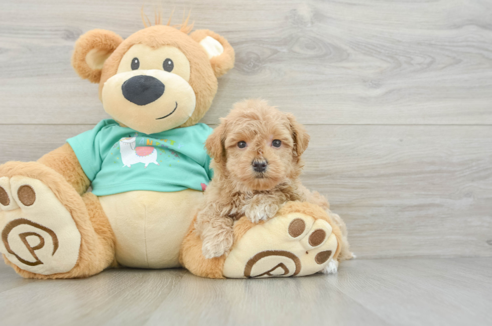 6 week old Maltipoo Puppy For Sale - Premier Pups