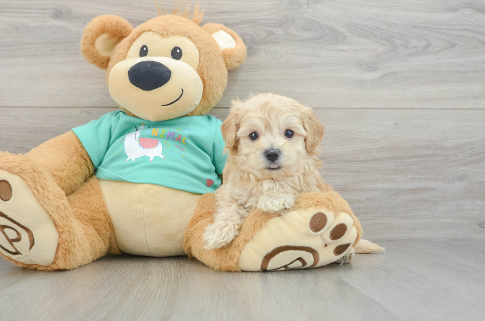 5 week old Maltipoo Puppy For Sale - Premier Pups