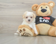 8 week old Maltipoo Puppy For Sale - Premier Pups
