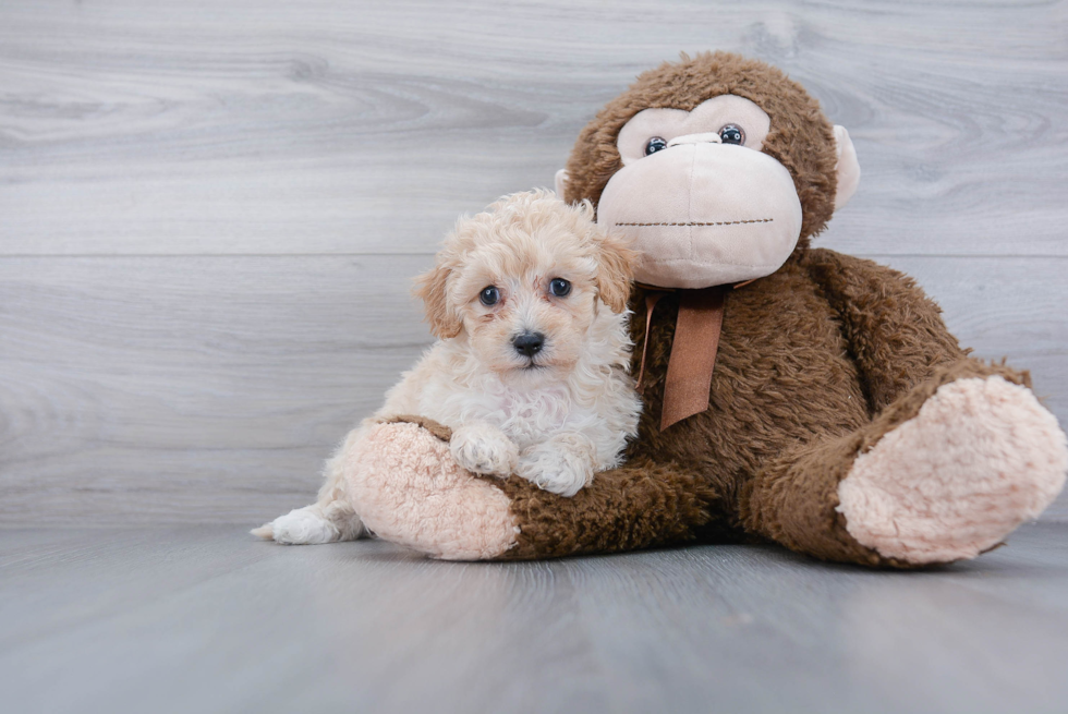 Little Maltepoo Poodle Mix Puppy