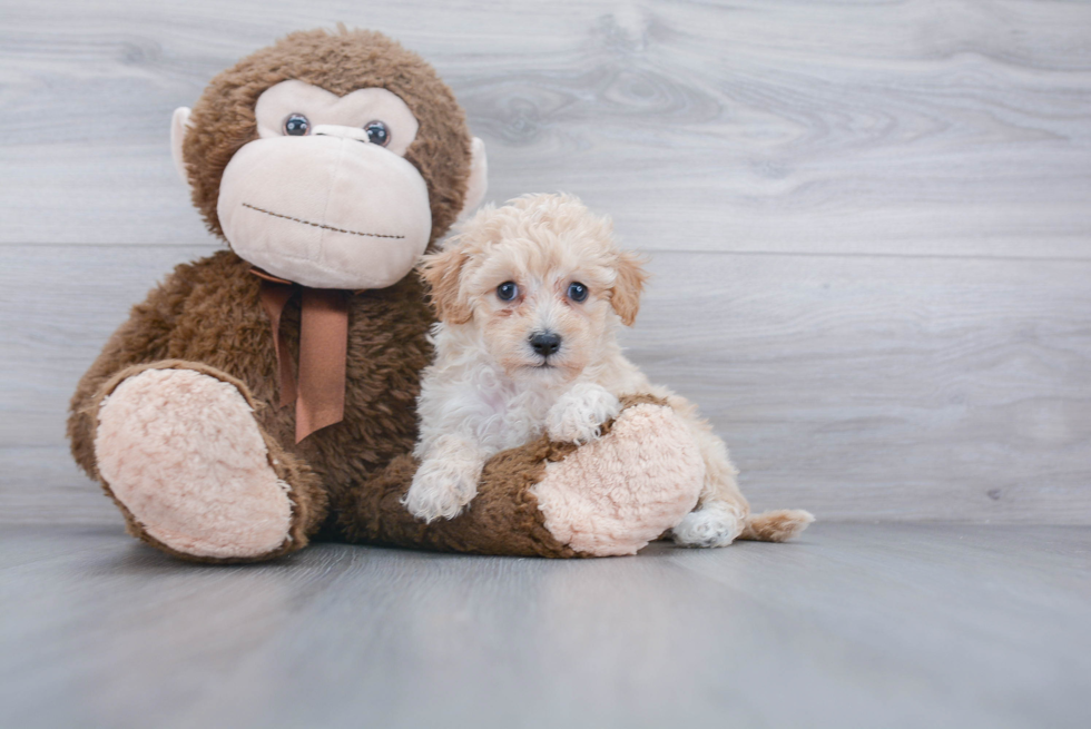 Best Maltipoo Baby