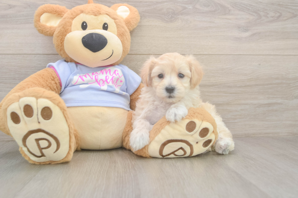 5 week old Maltipoo Puppy For Sale - Premier Pups