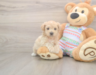 6 week old Maltipoo Puppy For Sale - Premier Pups