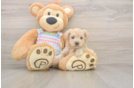 Petite Maltipoo Poodle Mix Pup